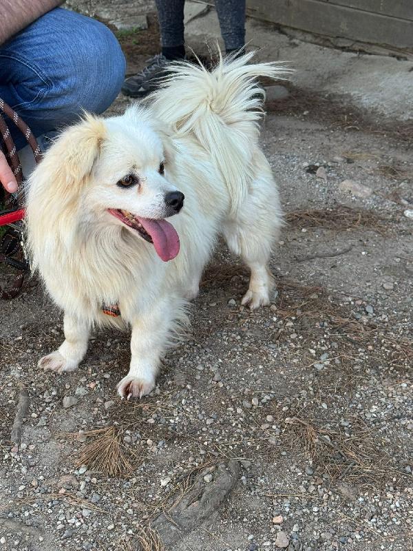Cooki, un simil volpino allegro e giocherellone Foto 3